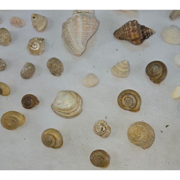 Seashell Lot 50 Mollusk Scallop Conch Clam Rock Snail 1" to 6" Crafts Collector - Picture 2 of 14